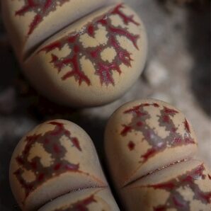 Lithops dorotheae семена