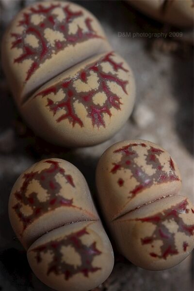 Lithops dorotheae семена