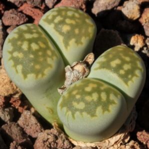 Lithops fulleri cv. Fullergreen