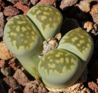 Lithops fulleri cv. Fullergreen