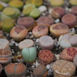 Lithops mix семена