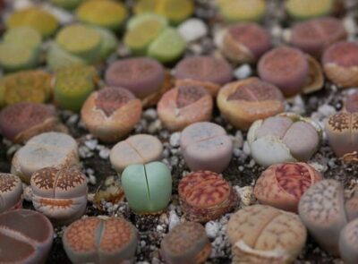 Lithops mix семена