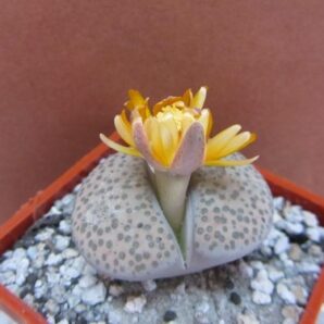 Lithops fulviceps lydiae