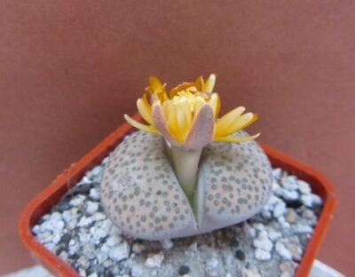 Lithops fulviceps lydiae