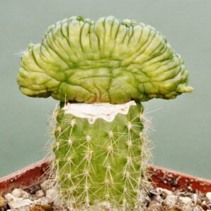 mammillaria-bocasana-fred-japan-1