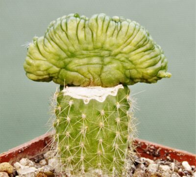 mammillaria-bocasana-fred-japan-1