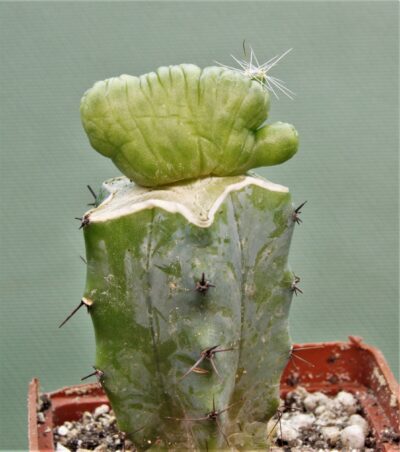 mammillaria-bocasana-fred-japan-2 - Зображення 2