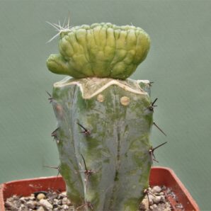 mammillaria-bocasana-fred-japan-2