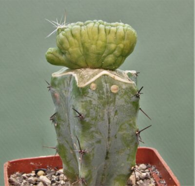 mammillaria-bocasana-fred-japan-2