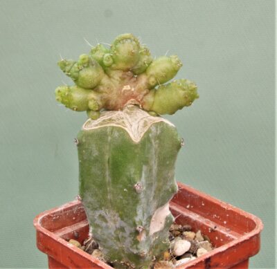 mammillaria-bocasana-fred-japan-4 - Зображення 2