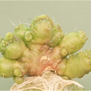 mammillaria-bocasana-fred-japan-4