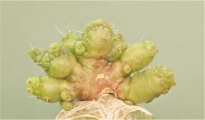 mammillaria-bocasana-fred-japan-4
