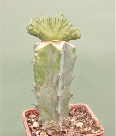 mammillaria-bocasana-fred-japan-6 - Зображення 2