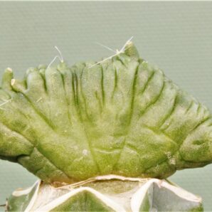 mammillaria-bocasana-fred-japan-6