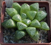 Haworthia ‘Mini-suka’