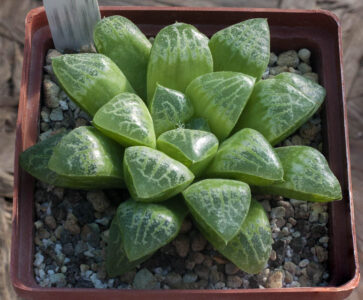 Haworthia ‘Mini-suka’