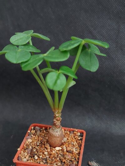 Oxalis megalorhiza - Зображення 2