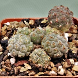 puna-bonniae-10