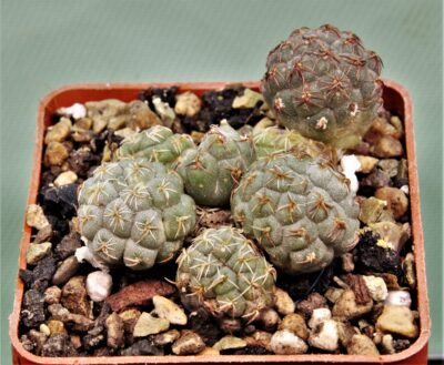 puna-bonniae-10