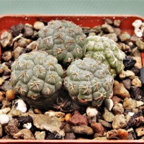 puna-bonniae-13