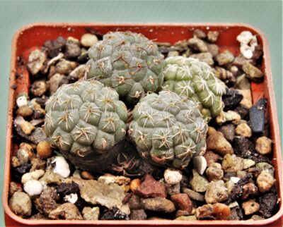 puna-bonniae-13