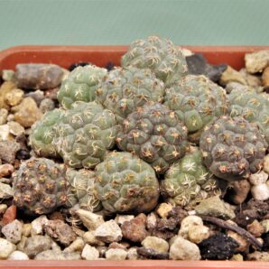 puna-bonniae-3