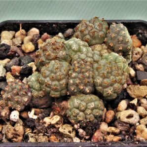 puna-bonniae-5