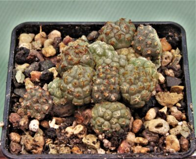 puna-bonniae-5