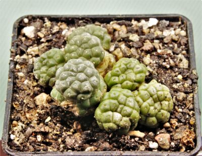 puna-bonniae-v.-inermis-6