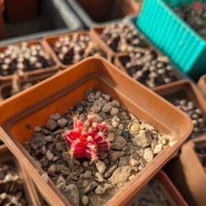 Gymnocalycium friedrichii variegata