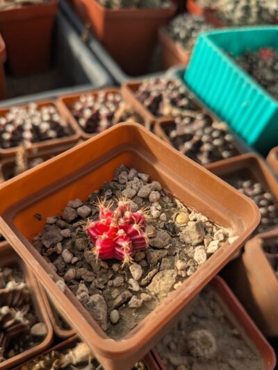Gymnocalycium friedrichii variegata