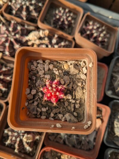 Gymnocalycium friedrichii variegata - Зображення 2