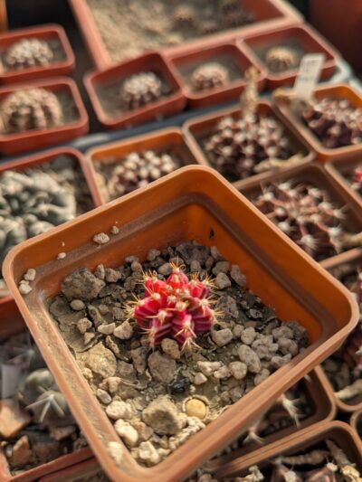 Gymnocalycium friedrichii variegata - Зображення 3