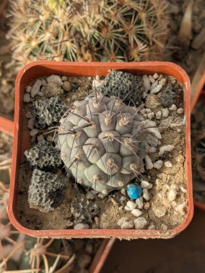 Tephrocactus geometricus - Зображення 2