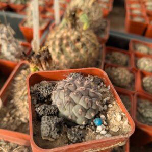 Tephrocactus geometricus