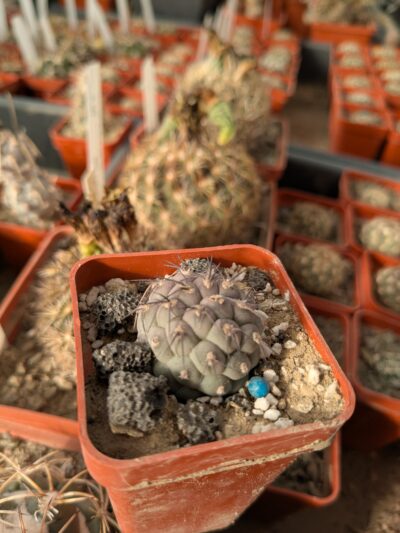 Tephrocactus geometricus