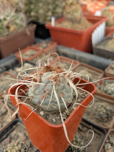 Tephrocactus articulatus monstrosa - Зображення 2