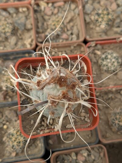 Tephrocactus articulatus monstrosa