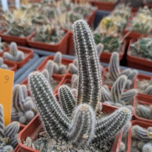 Chamaecereus silvestrii