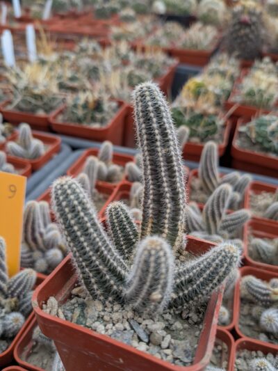 Chamaecereus silvestrii