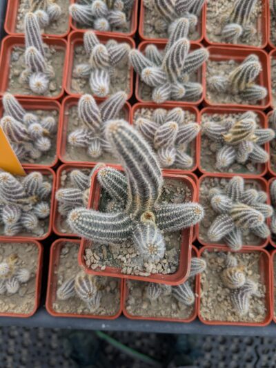 Chamaecereus silvestrii - Зображення 2