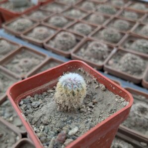 Frailea densispina AH0054