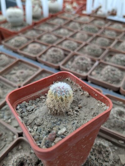 Frailea densispina AH0054