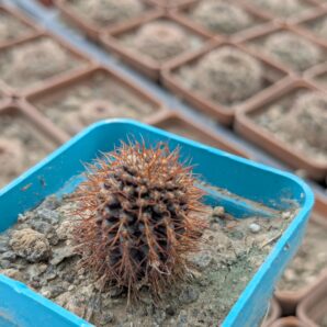 Frailea angelesii