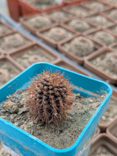Frailea angelesii