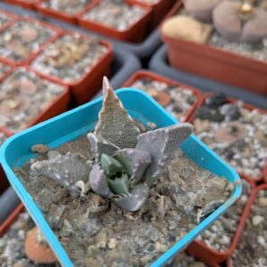 Faucaria bosscheana