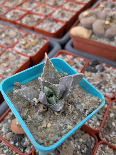 Faucaria bosscheana