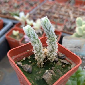 Avonia buderiana