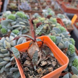 Ledebouria socialis