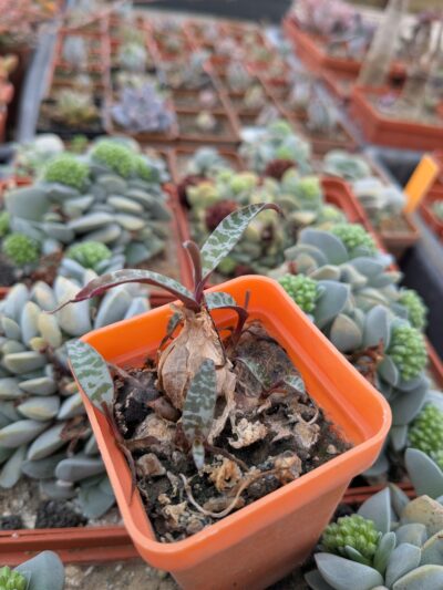 Ledebouria socialis